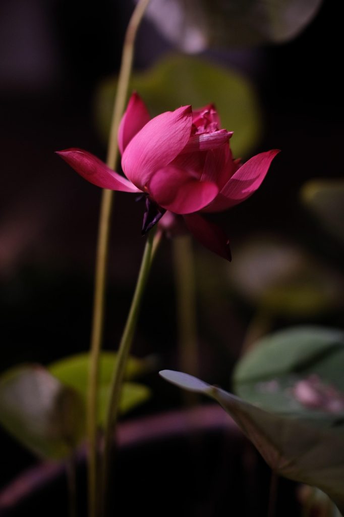 flower, flower wallpaper, lotus, beautiful flowers, bloom, blossom, botany, nature, flower background, green, pink, flower, flower, flower, flower, flower-8342448.jpg
