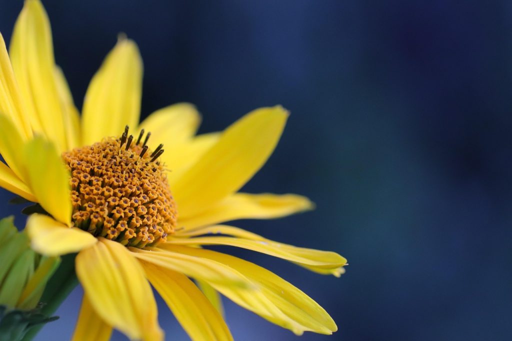 flower, yellow flower, flower wallpaper, beautiful flowers, petals, yellow petals, flora, nature, blossom, bloom, close up, flower, flower, flower, flower background, flower, flower, yellow flower-7341288.jpg