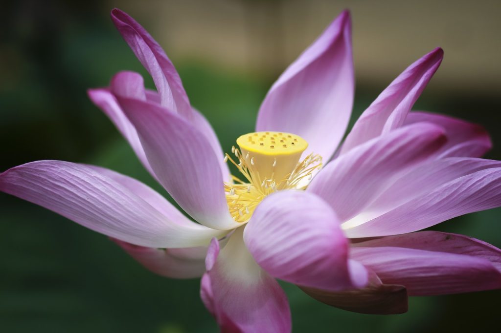 lotus, beautiful flowers, water lily, pink flower, flower background, flower, lotus flower, flower wallpaper, aquatic plant, nature-7063576.jpg