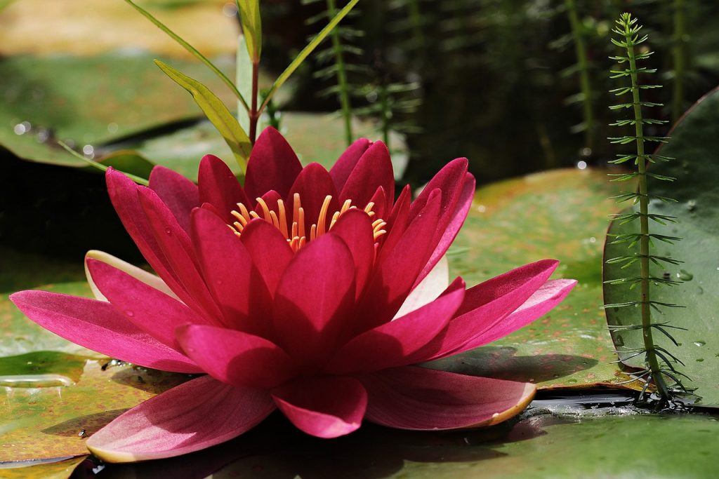 water lily, flower, beautiful flowers, pond, purple flower, petals, purple petals, blossom, flower background, bloom, flower wallpaper, aquatic plant, flora, nature, flower, flower, flower, flower, flower-3478924.jpg